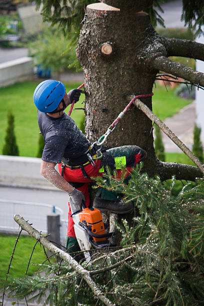 Best Tree Preservation Services  in Salem, NC